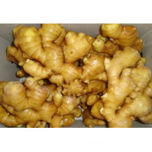 2015 Chinese Hot Sales Fresh Ginger